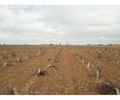 Se venden 16 hectareas de viña en la zona de cantivano y Minguillo