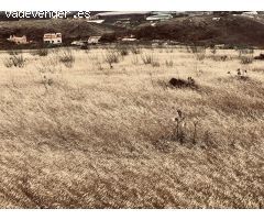 Venta de Parcela Rústica de 14,000 m² en la zona de Los Silos, Gáldar