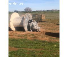 Paintball Valdilecha