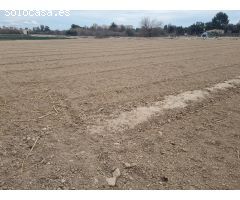 Parcela rústica de 7000m2 en la huerta de Guardamar