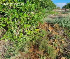 Magnifica finca sembrada de aguacates sostenible