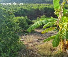 Magnifica finca sembrada de aguacates sostenible