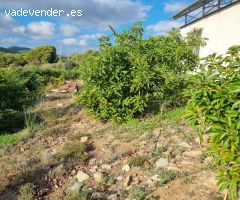Magnifica finca sembrada de aguacates sostenible