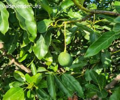 Magnifica finca sembrada de aguacates sostenible
