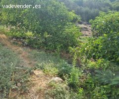 Magnifica finca sembrada de aguacates sostenible