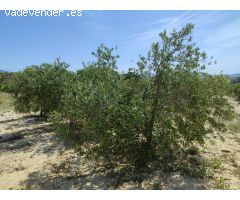¡Oportunidad Única! Finca de 55.000 m² en Yéchar con Vistas Panorámicas