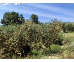 ¡Oportunidad Única! Finca de 55.000 m² en Yéchar con Vistas Panorámicas