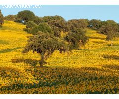 VENTA ESPECTACULAR FINCA RÚSTICA CERCANA A EL BOSQUE