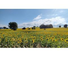 VENTA ESPECTACULAR FINCA RÚSTICA CERCANA A EL BOSQUE