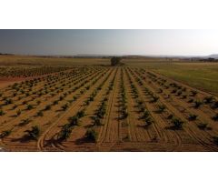 Sumérgete en la Pasión Vinícola: Adquiere tu Propio Viñedo en Moraleja del Vino