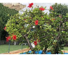 Chalet en Venta en Alcalá de Guadaira, Sevilla