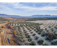 FINCA DE OLIVOS  Y ALMENDROS EN VEGAS DEL GENIL