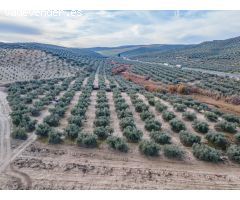 FINCA DE OLIVOS  Y ALMENDROS EN VEGAS DEL GENIL