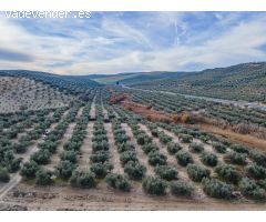 FINCA DE OLIVOS  Y ALMENDROS EN VEGAS DEL GENIL