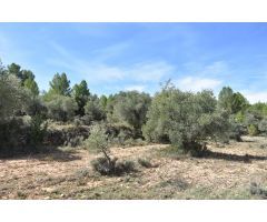 Finca de olivos en valle tranquilo