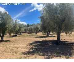 Finca de olivos en producción