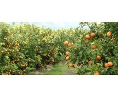 Terreno rural en Venta en Alcanar, Tarragona