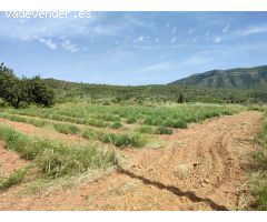 Terreno rural en Venta en Freginals, Tarragona