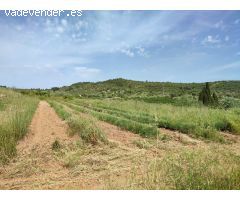 Terreno rural en Venta en Freginals, Tarragona