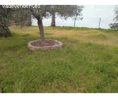 Terreno rural en Venta en casas de alcanar, Tarragona