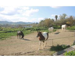 Maravillosa finca ecuestre ubicada en Coín