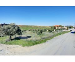 Terreno Las gabias de Secano 5.000 m2 con 50 olivos