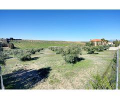 Terreno Las gabias de Secano 5.000 m2 con 50 olivos