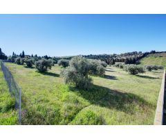 Terreno Las gabias de Secano 5.000 m2 con 50 olivos