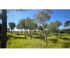 Terreno rural en Alquiler en Valverde de Leganés, Madrid