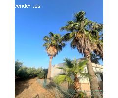 ???? ¡Tu Paraíso entre Olivos te Espera en Alcolea del Río! ????????